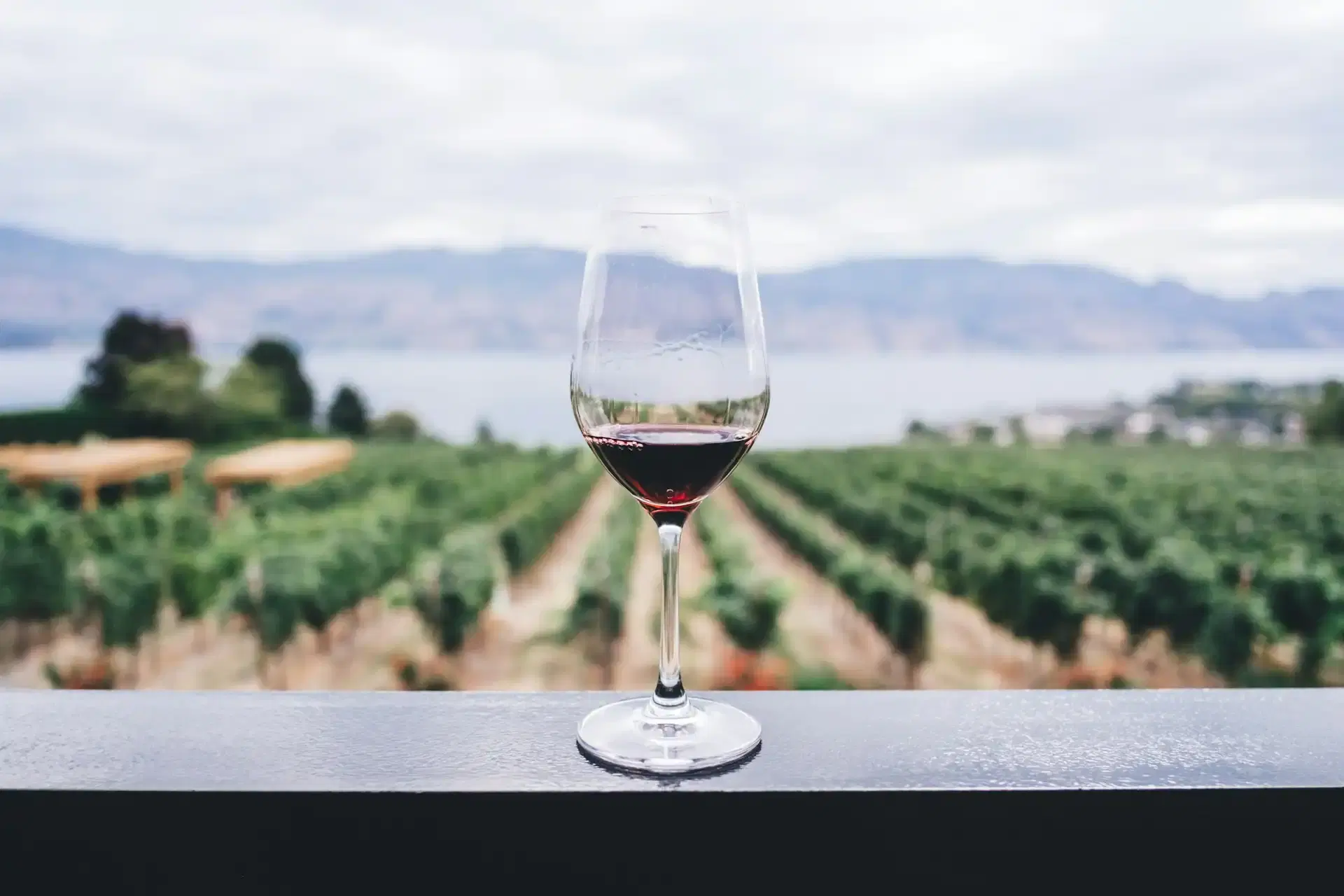 Despot Wine Fest u Smederevu